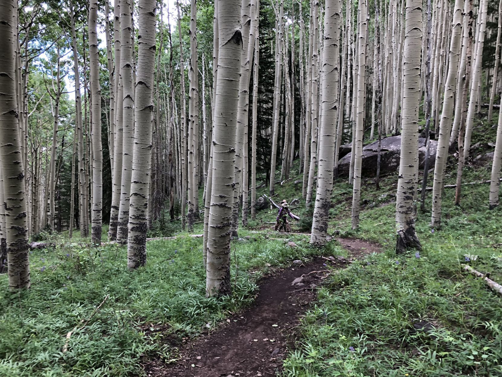 Aspen 3